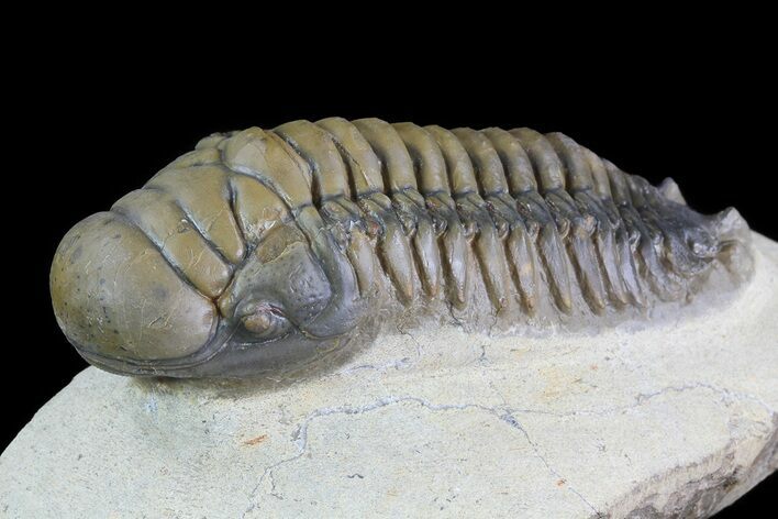 Top Quality, Crotalocephalina Trilobite - Atchana, Morocco #71680